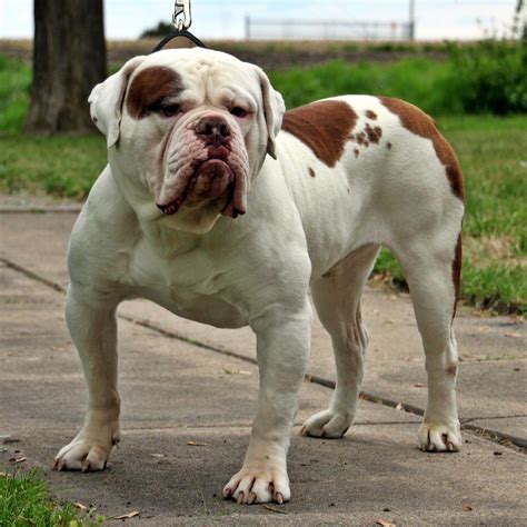 old english bulldog facts.